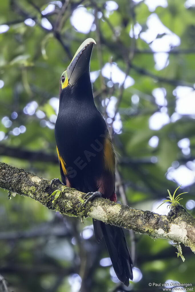 Toucanet à oreilles d'or femelle adulte