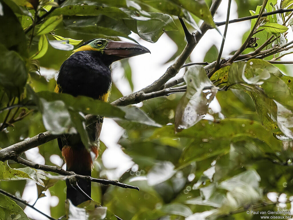 Toucanet de Reinwardtadulte