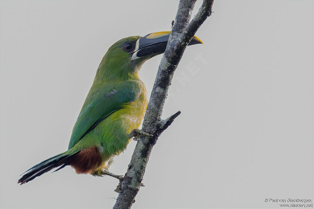 Toucanet des Andesadulte