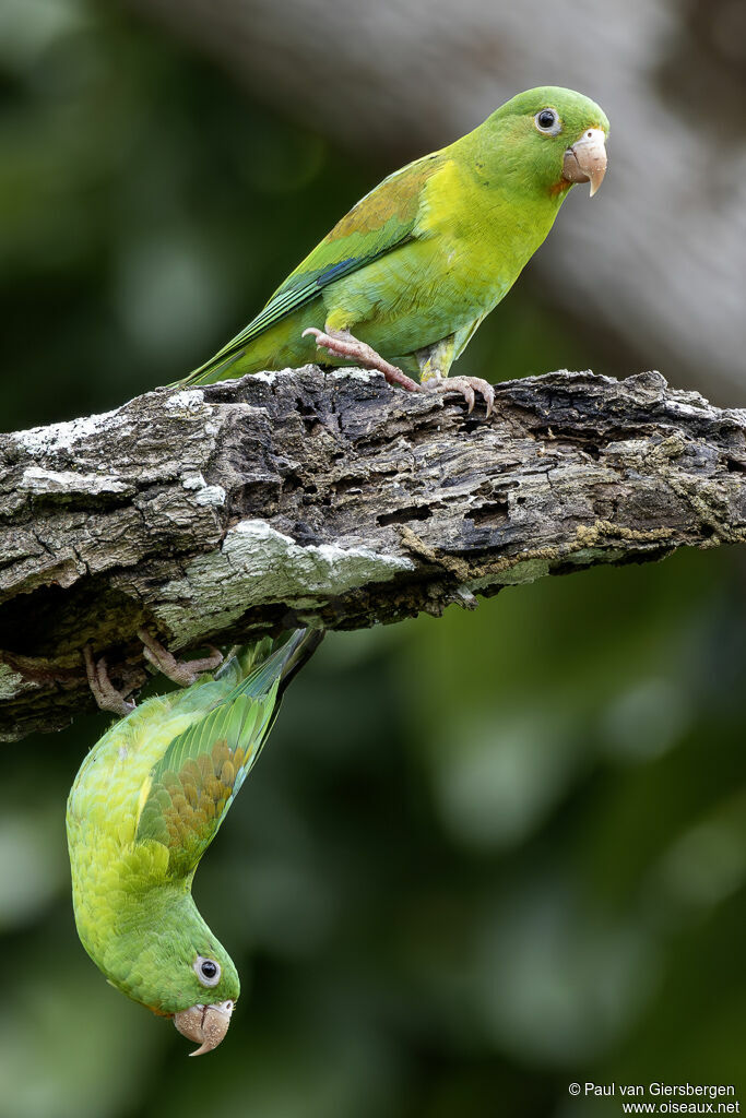 Toui à menton d'oradulte