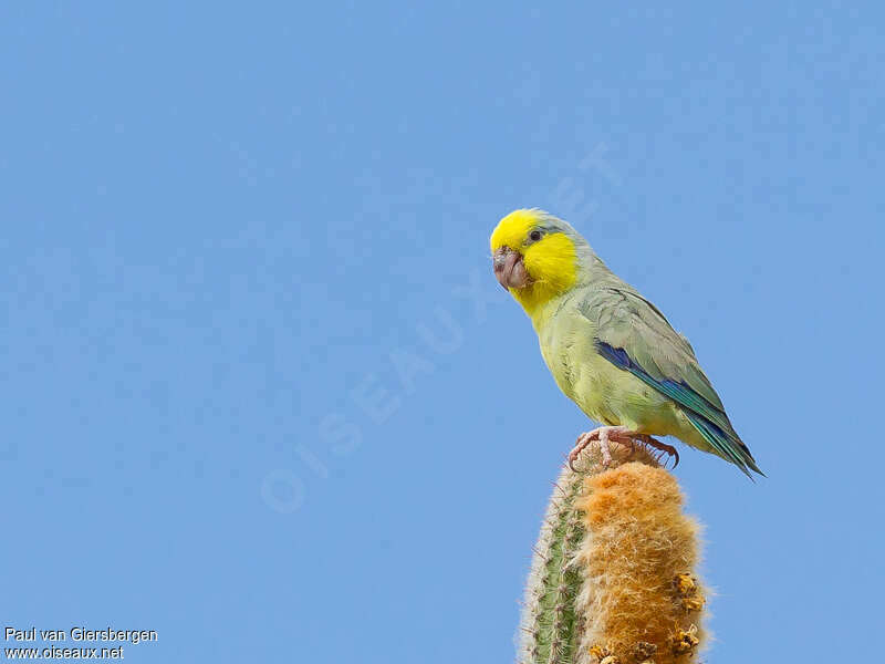 Toui à tête jaune
