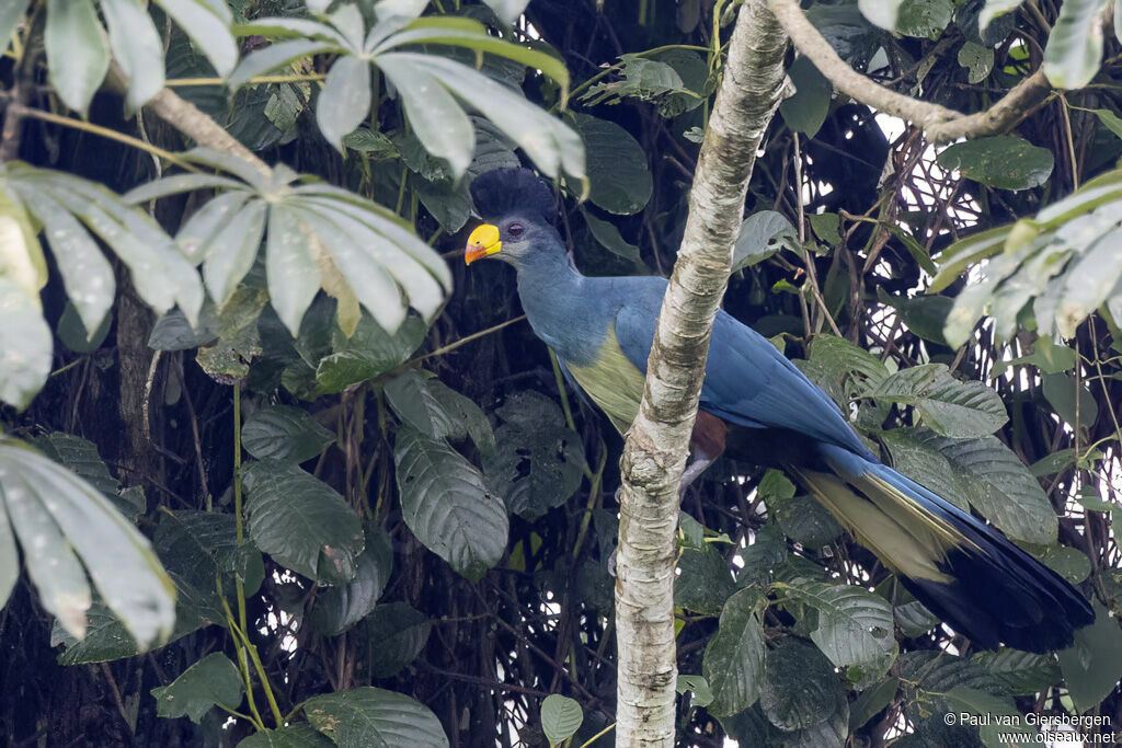 Touraco géantadulte