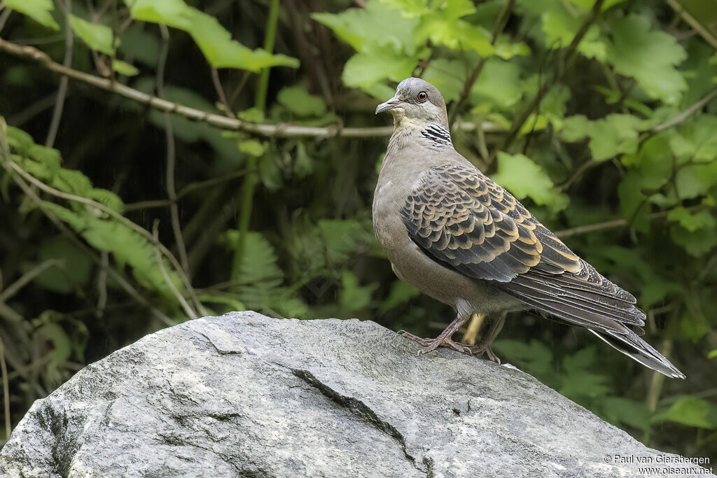 Oriental Turtle Doveadult