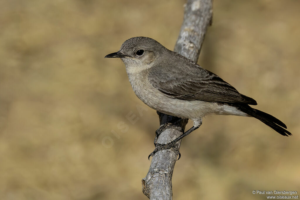 Traquet à queue noireadulte