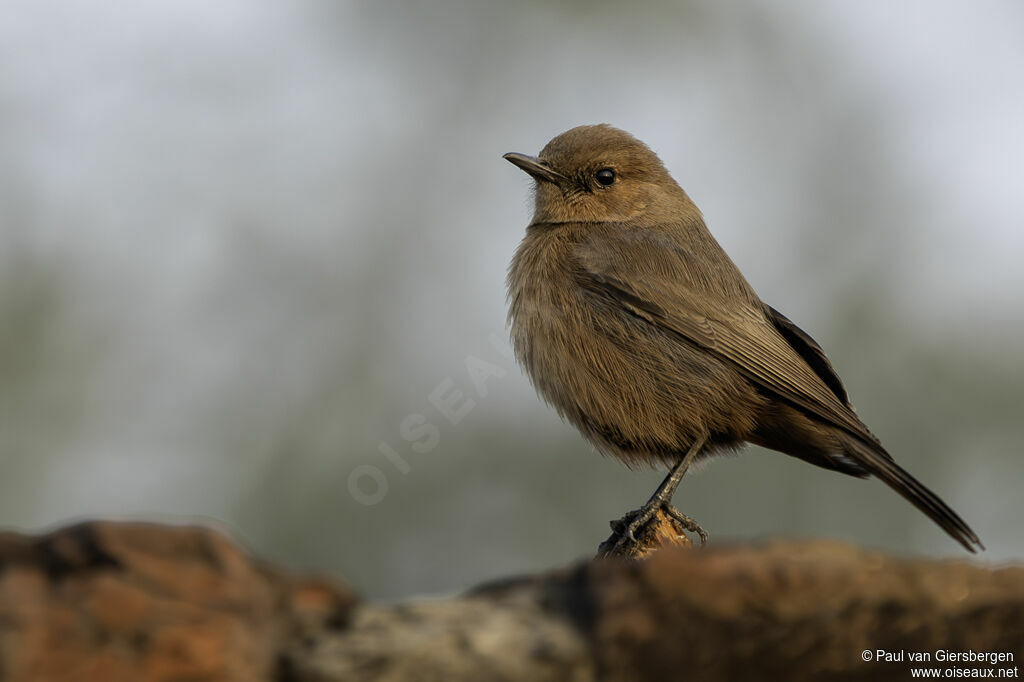 Traquet bistréadulte