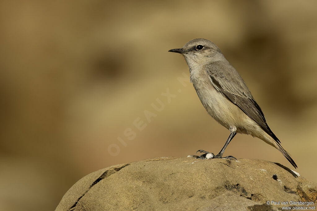 Traquet de Perse - Traquet à queue rousse<br />adulte