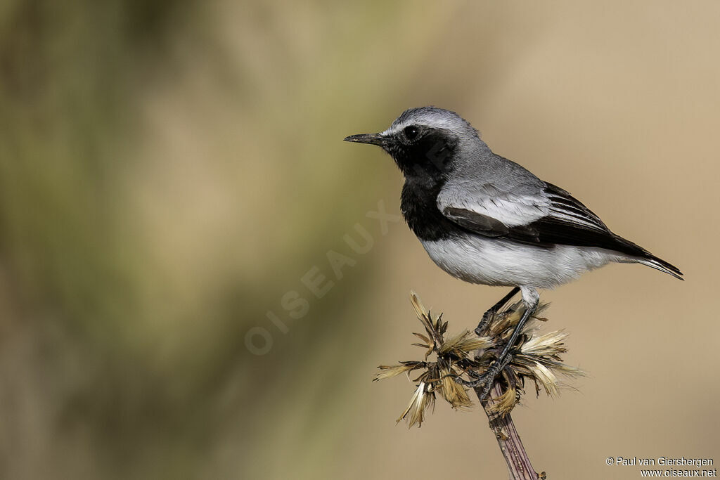 Traquet de Somalieadulte
