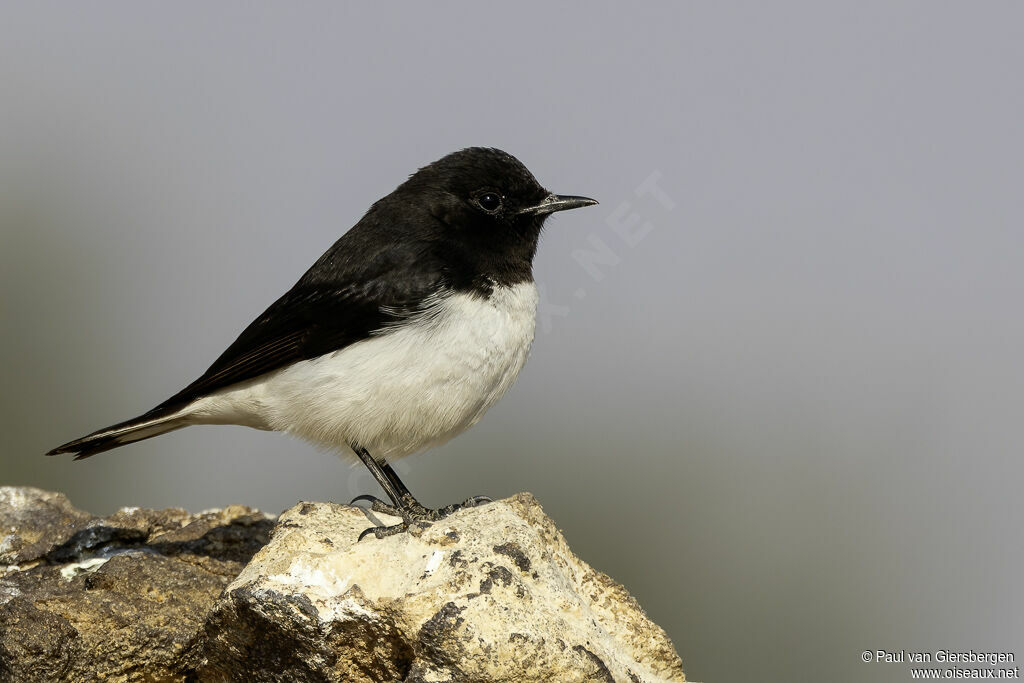 Traquet variableadulte