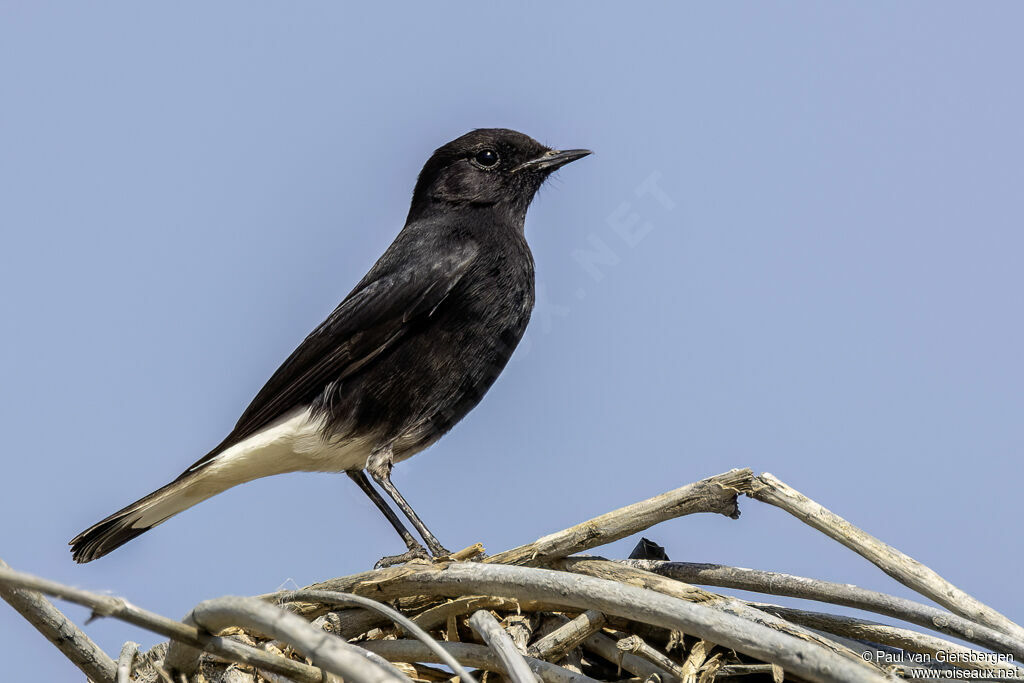 Variable Wheatear