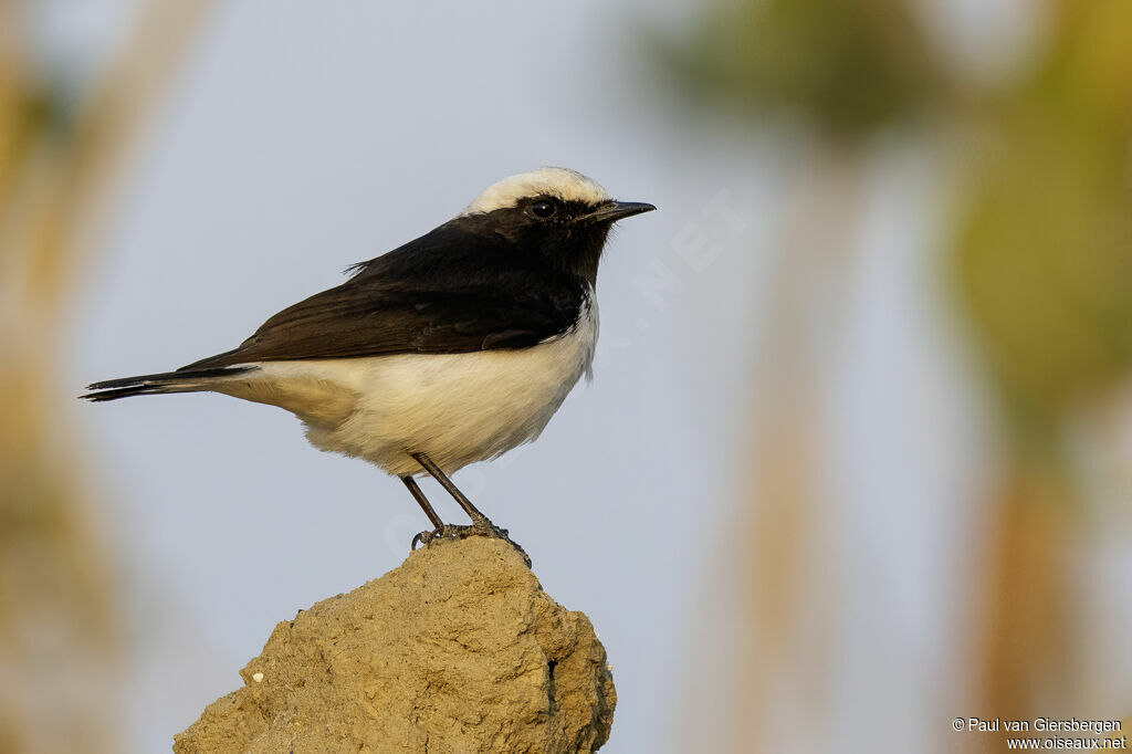 Variable Wheatear