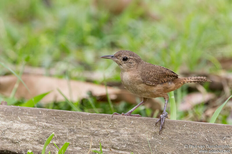 Troglodyte austral