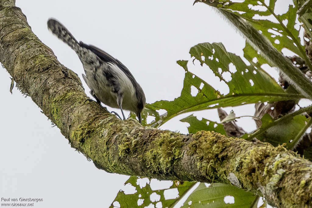 Grey-mantled Wren