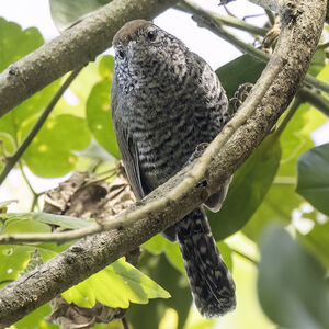 Troglodyte de Sclater