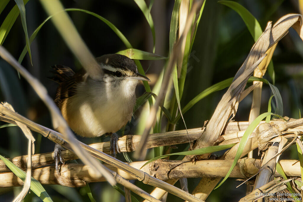 Troglodyte du Panamaadulte