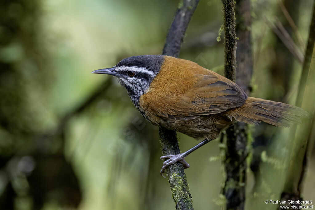Inca Wren