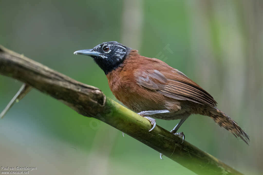 Troglodyte moineadulte, identification