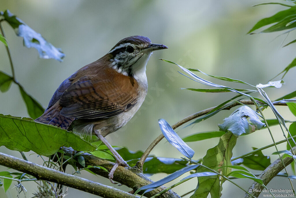Troglodyte rufalbinadulte