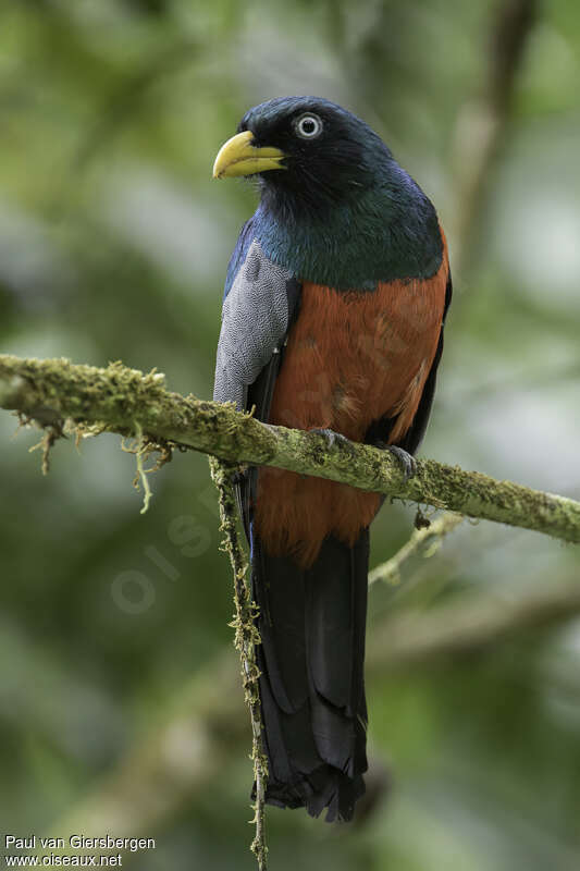 Trogon aux yeux blancs mâle adulte, identification