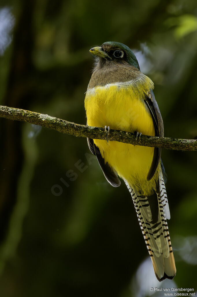 Trogon de Cabanis femelle adulte