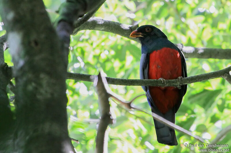 Trogon de Massénaadulte