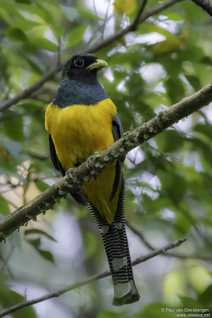 Trogon de Pelzeln mâle adulte