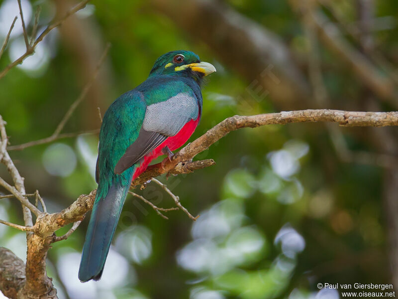 Trogon narina