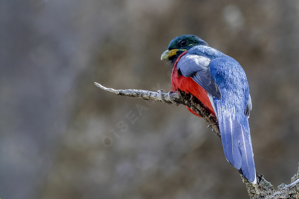 Trogon narina mâle adulte