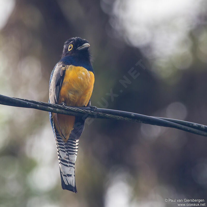 Gartered Trogon