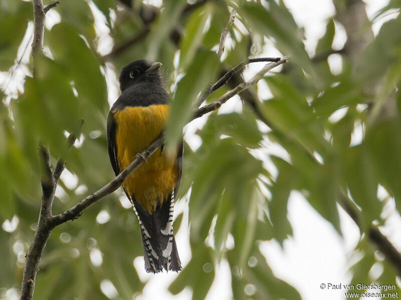 Gartered Trogon