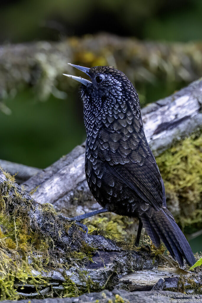 Turdinule de Robertadulte