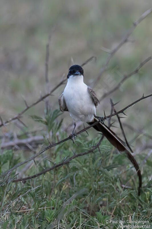Fork-tailed Flycatcheradult