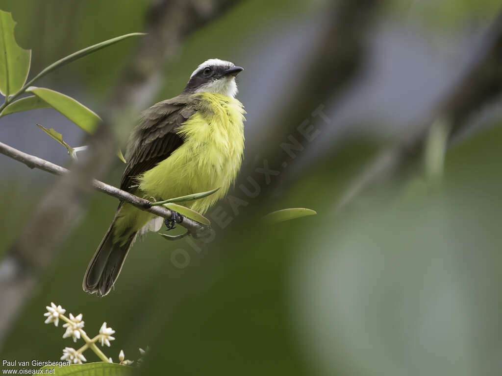 White-ringed Flycatcheradult, identification