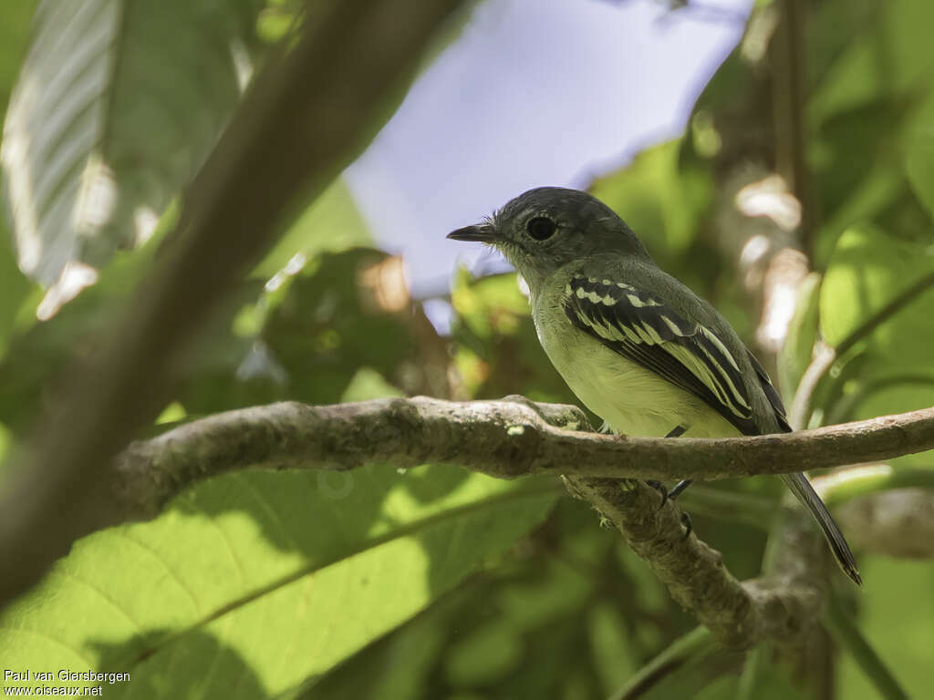 Tyranneau à ailes jaunes