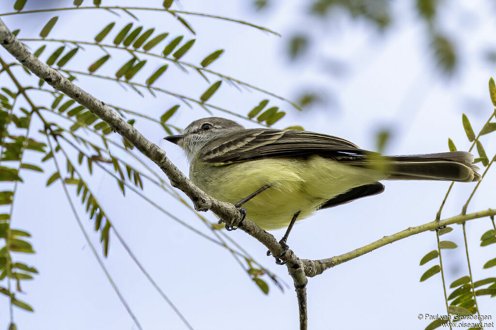 Tyranneau des palétuviers - Moucherolle des palétuviers<br />adulte