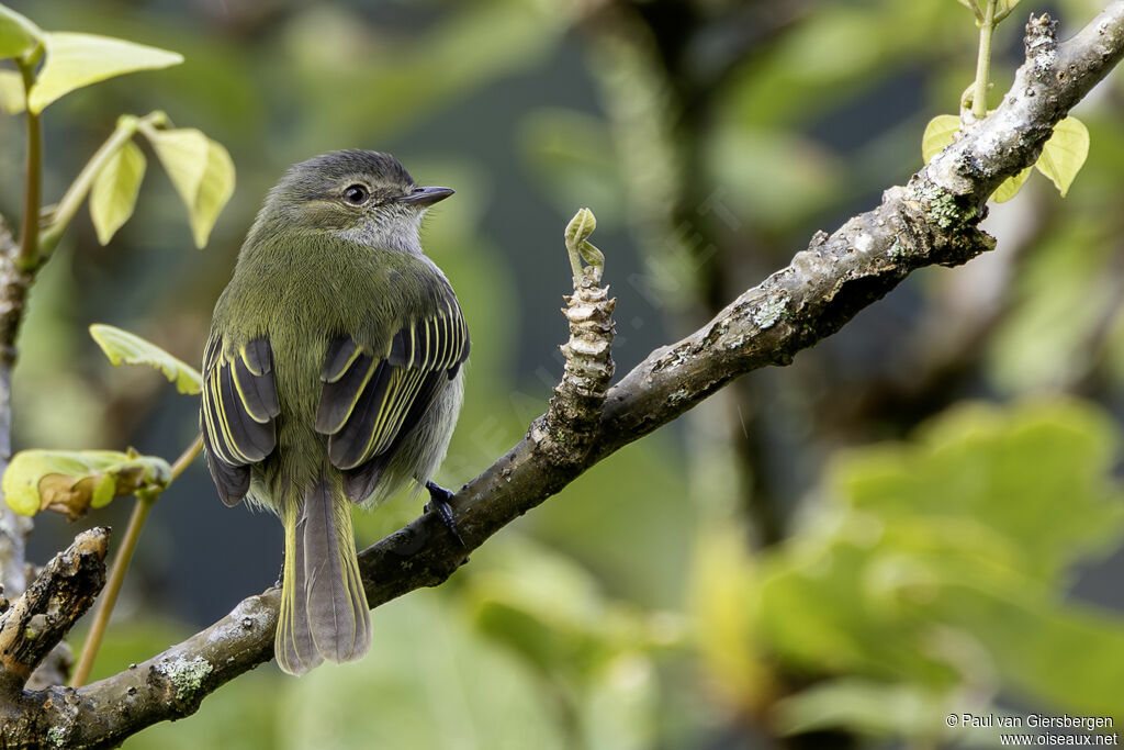 Tyranneau menuadulte