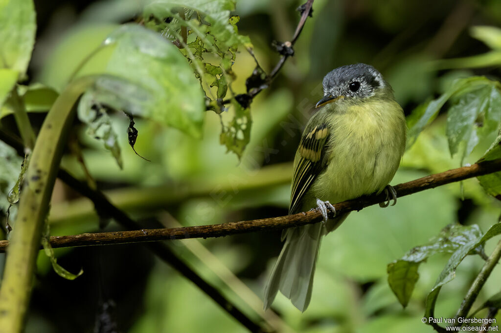 Variegated Bristle Tyrant