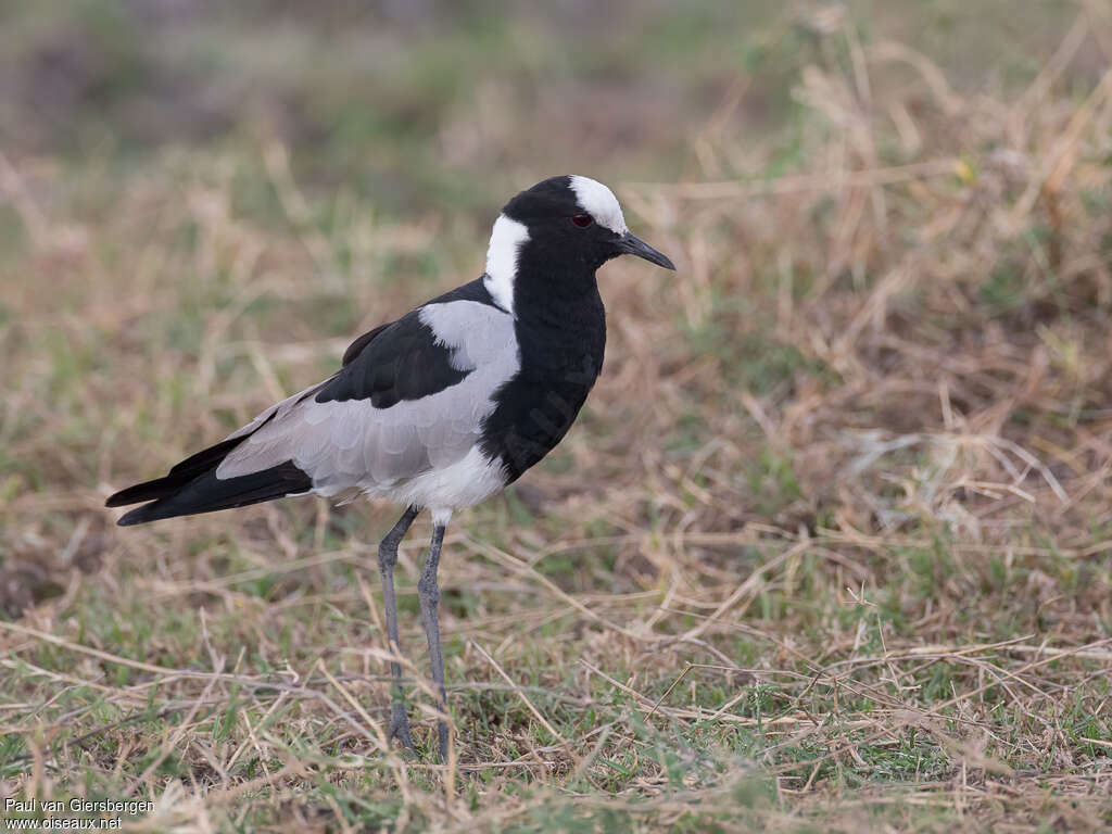 Vanneau arméadulte, identification