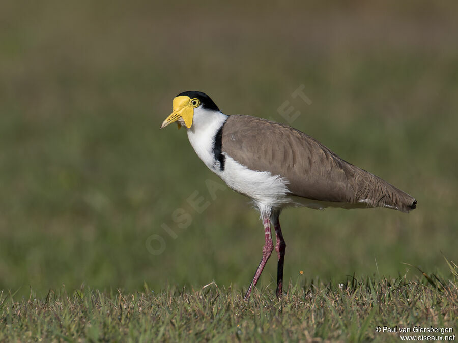 Masked Lapwingadult