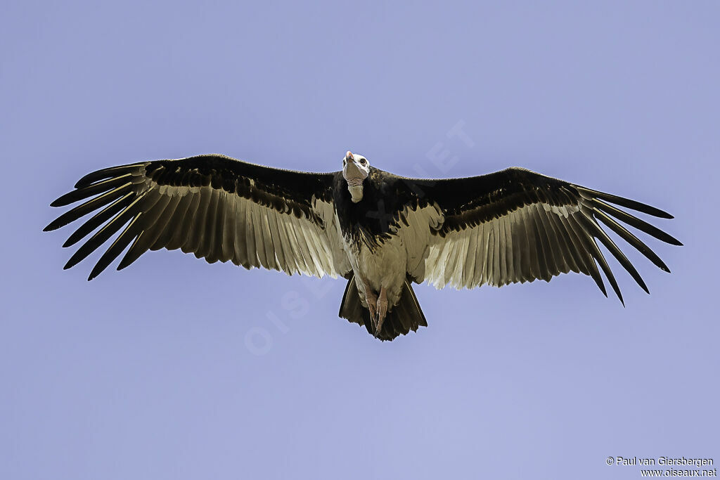 White-headed Vultureadult