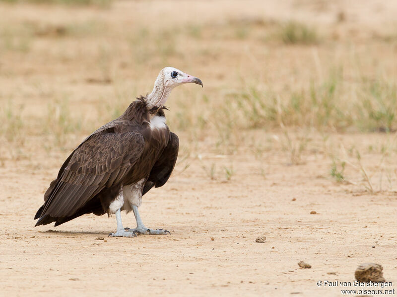 Vautour charognard