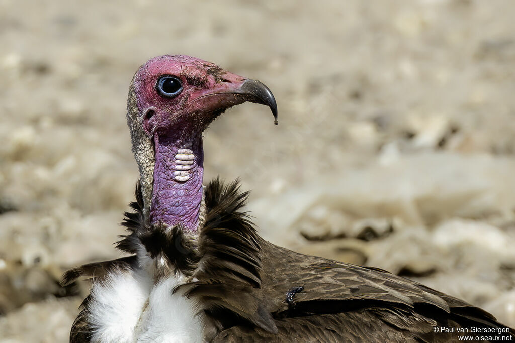 Vautour charognardadulte