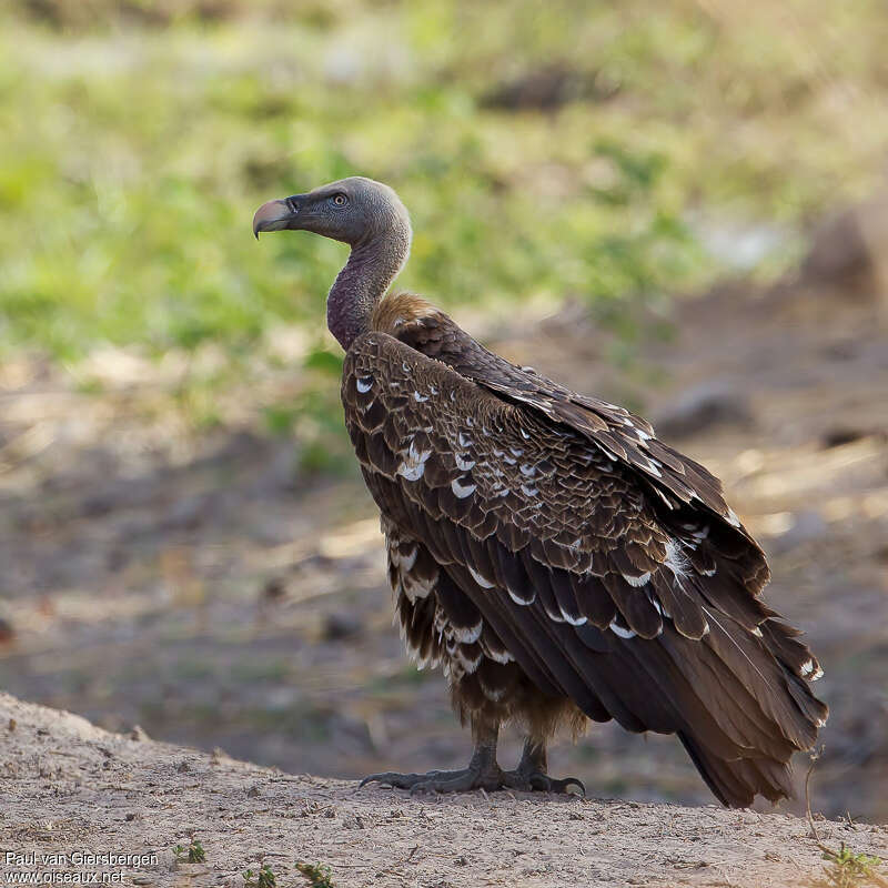 Rüppell's Vultureimmature, identification