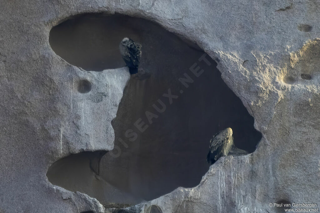 Vautour indienadulte