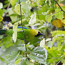 Verdin à ailes bleues