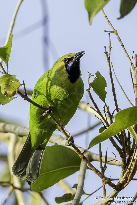 Verdin de Jerdonadulte