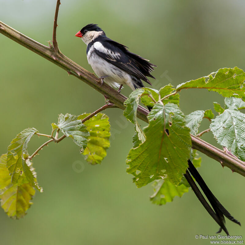 Pin-tailed Whydah