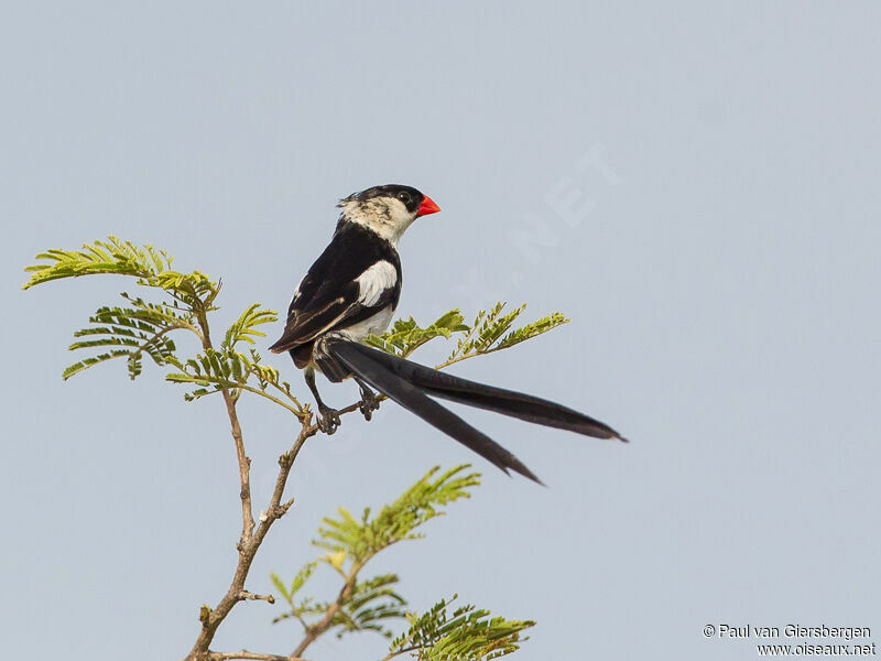 Pin-tailed Whydah