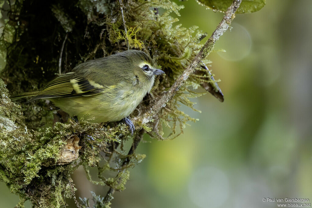 Yellow-winged Vireo