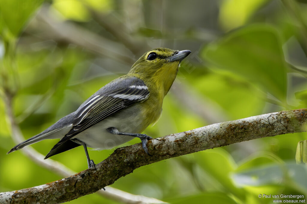 Viréo à gorge jauneadulte