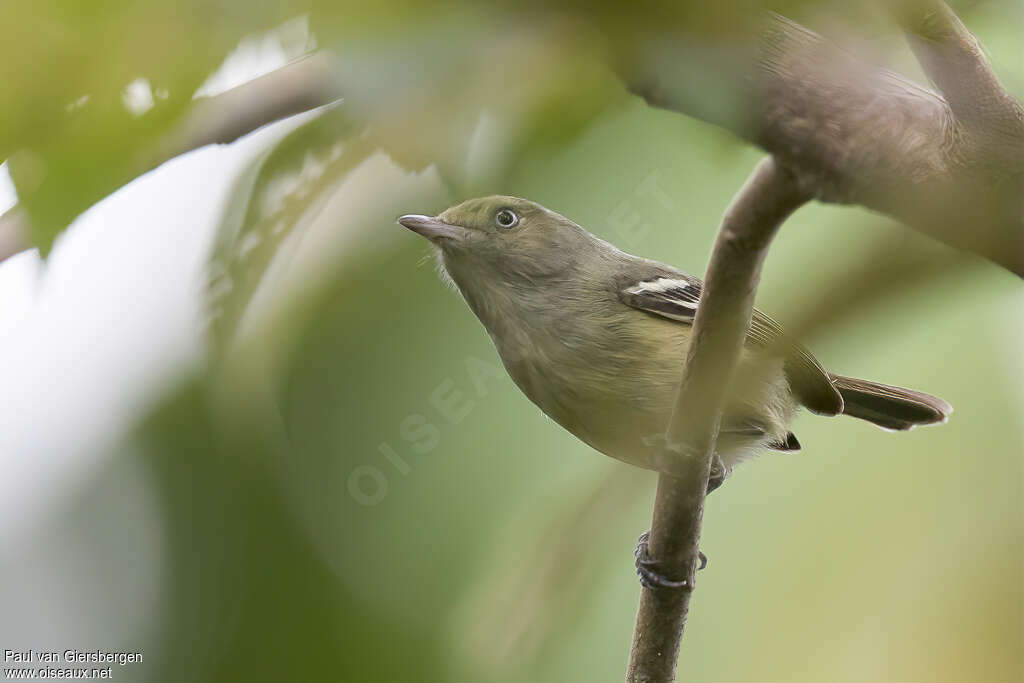 Viréo de la Jamaïqueadulte, identification